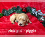 Puppy Piggie Golden Retriever