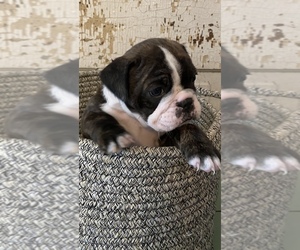 Boston Terrier-English Bulldog Mix Puppy for sale in SPRINGFIELD, OH, USA