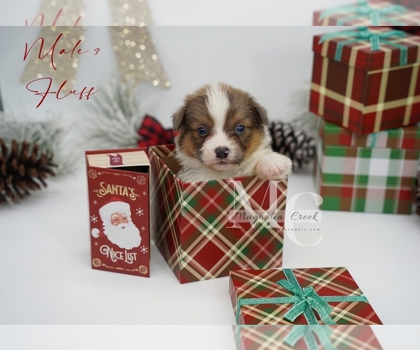 Medium Photo #14 Pembroke Welsh Corgi Puppy For Sale in FLORALA, AL, USA