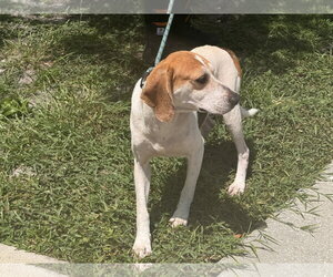 Beagle Dogs for adoption in Sanford, FL, USA