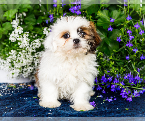 Medium Photo #40 Shih Tzu Puppy For Sale in WAKARUSA, IN, USA