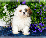 Small #6 Shih Tzu