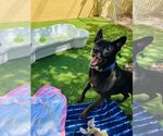 Small #42 Labrador Retriever Mix