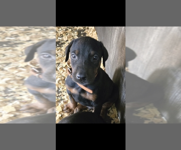 Medium Photo #33 Doberman Pinscher Puppy For Sale in BEGGS, OK, USA