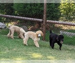 Small Photo #19 Poodle (Standard) Puppy For Sale in SAND SPRINGS, OK, USA