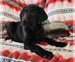 Small Photo #113 Labrador Retriever Puppy For Sale in MERIDEN, KS, USA