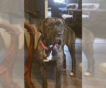 Small #4 Mastiff