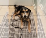 Small Photo #2 Australian Shepherd-Unknown Mix Puppy For Sale in Greenville, SC, USA