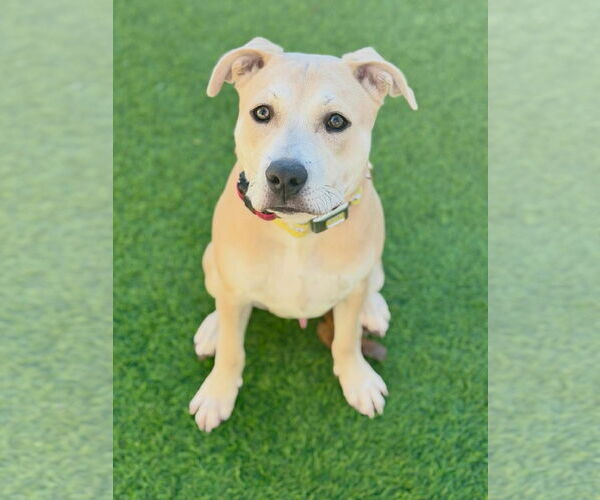 Medium Photo #4  Puppy For Sale in , 