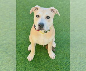 Mutt Dogs for adoption in Las Vegas, NV, USA