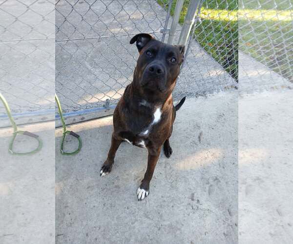Medium Photo #2 Mutt Puppy For Sale in Martinsburg, WV, USA