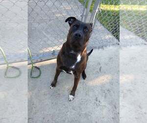 Loki - Male Mutt Dog for Adoption - Photo #2