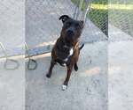 Small Photo #2 Mutt Puppy For Sale in Martinsburg, WV, USA