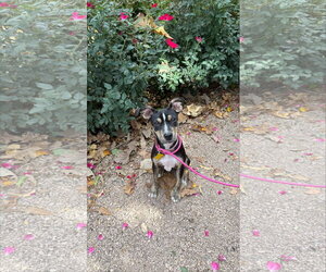 Sammy Star - Female Bull Terrier-Unknown Mix Dog for Adoption - Photo #5