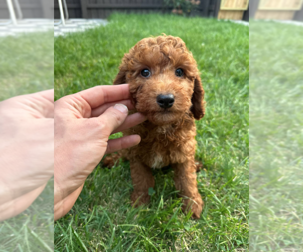 Medium Photo #6 Goldendoodle (Miniature) Puppy For Sale in MILWAUKEE, WI, USA