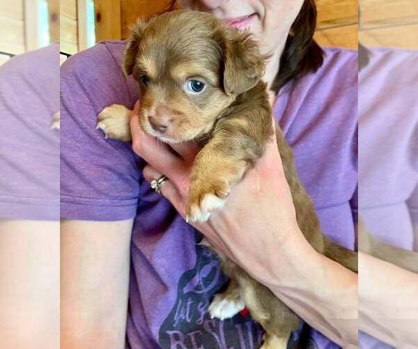 Medium Photo #7 Chihuahua-Unknown Mix Puppy For Sale in New York, NY, USA
