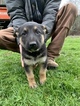 Small Photo #15 German Shepherd Dog Puppy For Sale in MYRTLE CREEK, OR, USA