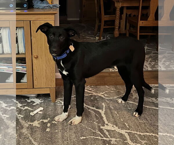 Medium Photo #9 German Shepherd Dog-Unknown Mix Puppy For Sale in Oakhurst, NJ, USA