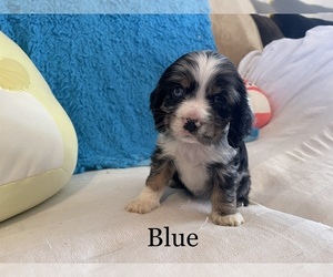 Cocker Spaniel Puppy for sale in LUBBOCK, TX, USA