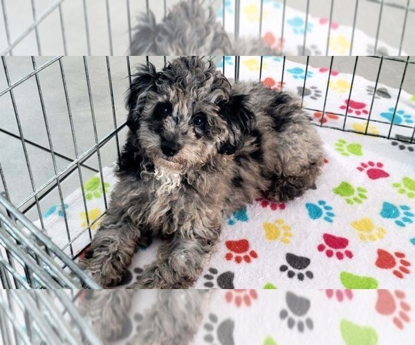 Medium Photo #9 Poodle (Miniature) Puppy For Sale in ORO VALLEY, AZ, USA