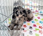 Small #8 Poodle (Miniature)