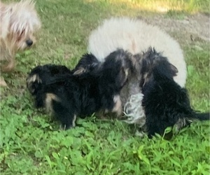 Morkie Puppy for sale in PINE BUSH, NY, USA
