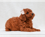 Small #1 Cavapoo (Miniature)-Poodle (Toy) Mix