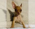 Small Photo #8 Chorkie Puppy For Sale in LA SIERRA, CA, USA