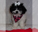 Small Photo #7 ShihPoo Puppy For Sale in CATLETT, VA, USA