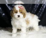 Small #2 Maltipoo