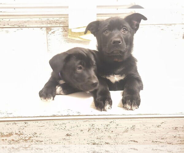 Medium Photo #5 Shepradors Puppy For Sale in Princeton, MN, USA