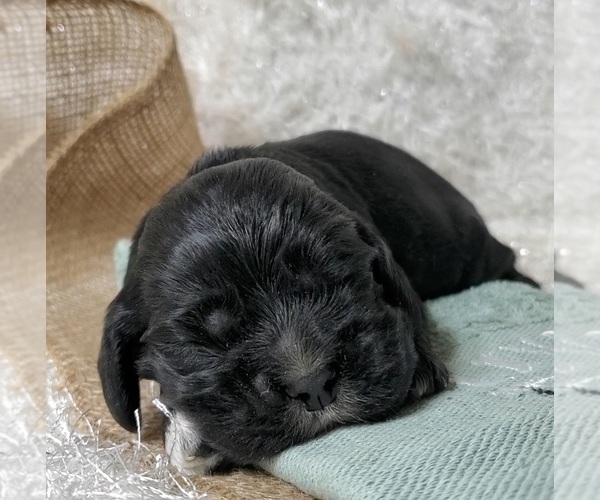 Medium Photo #1 Cocker Spaniel Puppy For Sale in TERRY, MS, USA