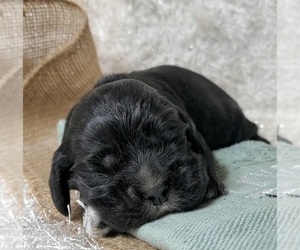 Cocker Spaniel Puppy for sale in TERRY, MS, USA