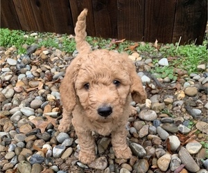 Labradoodle Puppy for sale in RANCHO CORDOVA, CA, USA