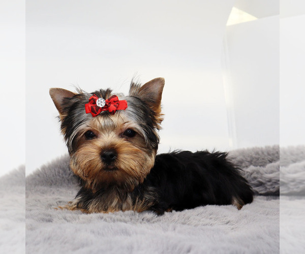 Medium Photo #2 Yorkshire Terrier Puppy For Sale in LOS ANGELES, CA, USA