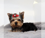 Small #1 Yorkshire Terrier