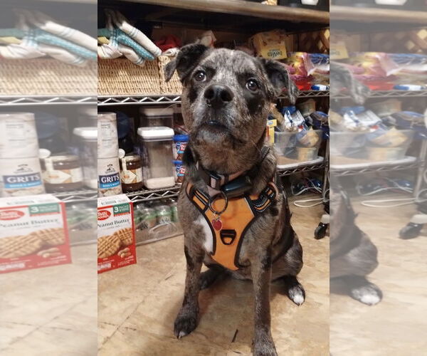 Medium Photo #2 Catahoula Leopard Dog Puppy For Sale in Euless, TX, USA