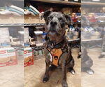 Small #1 Catahoula Leopard Dog