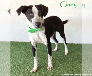 Border Collie-Unknown Mix Dogs for adoption in San Diego, CA, USA