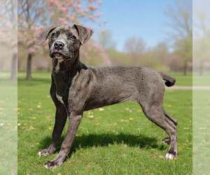 Blue Lacy-Unknown Mix Dogs for adoption in Talladega, AL, USA