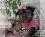Small #4 Shorkie Tzu