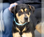 Small #2 Mutt