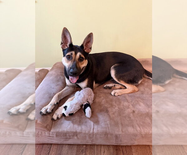 Medium Photo #21 Australian Kelpie-German Shepherd Dog Mix Puppy For Sale in Brewster, NY, USA