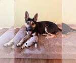 Small #20 Australian Kelpie-German Shepherd Dog Mix