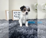 Small #1 Chorkie