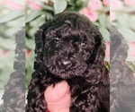Small Photo #3 Poodle (Toy) Puppy For Sale in ATLANTIC BEACH, FL, USA