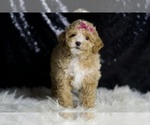 Small Photo #9 Maltipoo (Miniature) Puppy For Sale in WARSAW, IN, USA