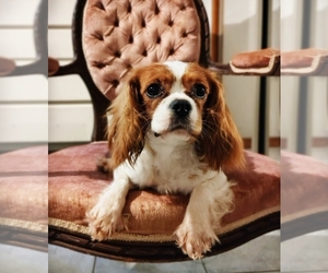 Cavalier King Charles Spaniel Puppy for sale in ELIZABETHTON, TN, USA
