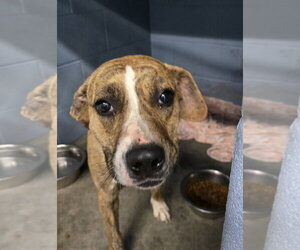 Marble - Female Labrador Retriever-Unknown Mix Dog for Adoption - Photo #3