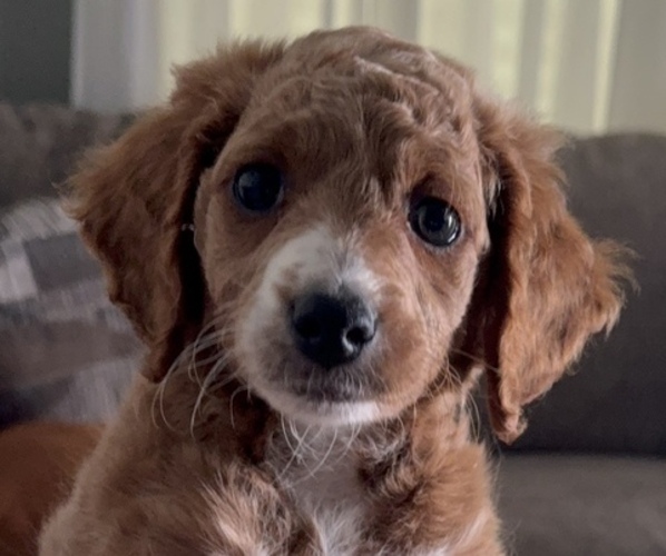 Medium Photo #1 Goldendoodle mix (+ Poodle Miniature) Puppy For Sale in SETH, WV, USA